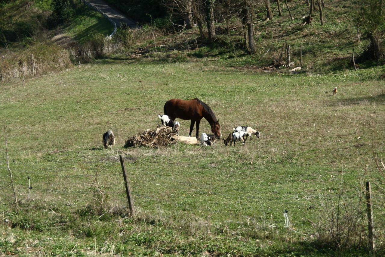 Agriturismo "La Fondazza" Βίλα Ίμολα Εξωτερικό φωτογραφία